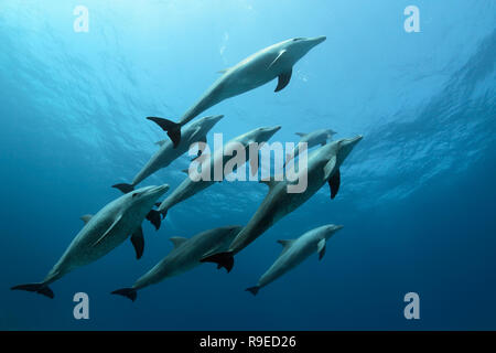 Ein Pod von schlafen Delfine Schwimmen im kristallklaren Wasser des Roten Meeres in der Nähe von Hurghada, Ägypten. Stockfoto