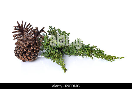 Große Kegel verschiedene Nadelbäume isoliert auf weißem Stockfoto