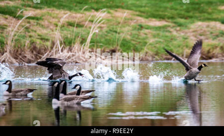 Kanadische gans Flucht Stockfoto