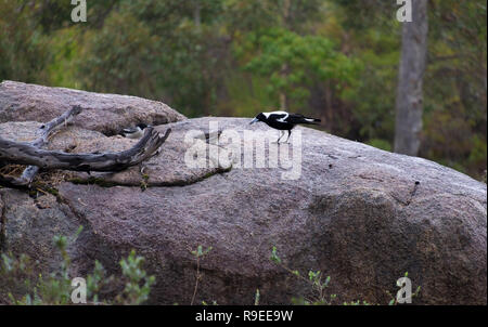 Australische magpie saß auf dem Stein Stockfoto