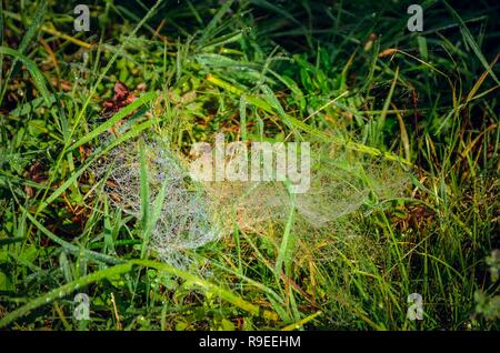 Natürlichen schönen Hintergrund. Spinnennetz durch die Sonne auf grünem Gras morgens beleuchtet. Stockfoto