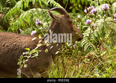 Nilgiri Thar und Neelakurinji Blumen an eravikulam Nationalpark, Munnar, Kerala, Indien Stockfoto