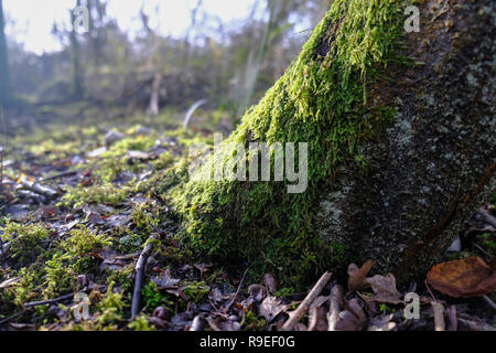 Niedrige Winter Sonne über ein Moos bedeckt Baumstamm in Englisch Wald- und Stockfoto