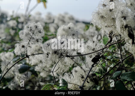 Old Mans Bart (Clematis vitalba) oder wilden Clematis in die Landschaft von Kent wachsende Stockfoto