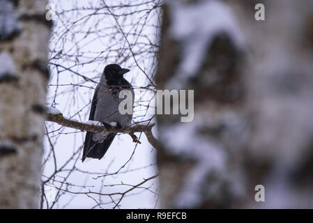 Krähe mit Kapuze, Corvus cornix sitzt auf einem Zweig von Birke. Stockfoto