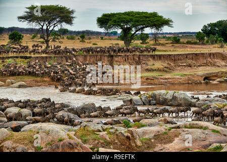 Herde weiß-bärtigen Gnus (Connochaetes taurinus mearnsi) Mara River Crossing auf jährlichen Migration, Serengeti Nationalpark, UNESCO-herita Stockfoto