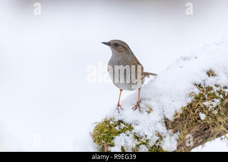 Dunnock; Phasianus colchicus Single im Schnee Cornwall, UK Stockfoto