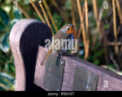 Nahaufnahme einer freundlich Robin stellt eine Gedenkstätte Sitzbank Stockfoto