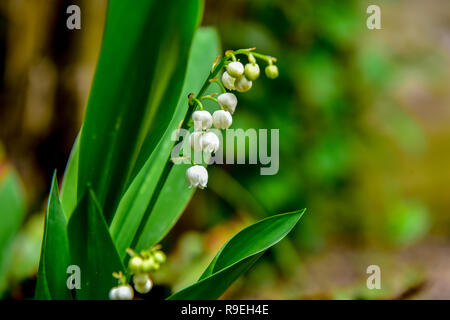 Blühende Blume Maiglöckchen im Garten Stockfoto