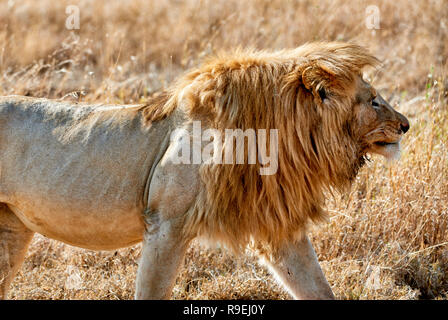 Riesige männliche Löwe wandern, Serengeti National Park, UNESCO-Weltkulturerbe, Tansania, Afrika Stockfoto