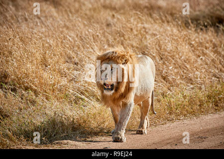 Riesige männliche Löwe wandern, Serengeti National Park, UNESCO-Weltkulturerbe, Tansania, Afrika Stockfoto