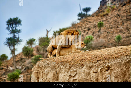 Paarung Löwen, Panthera leo, Ngorongoro Conservation Area, Weltkulturerbe der UNESCO, Tansania, Afrika Stockfoto