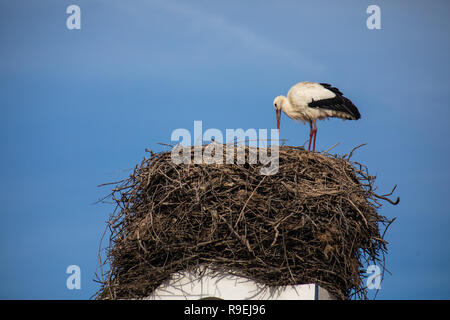 Weißstorch-Nesting über Gebäude in Comporta, Portugal Stockfoto