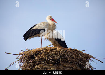 Weißstorch-Nesting über Gebäude in Comporta, Portugal Stockfoto