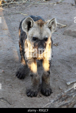 Cute Tüpfelhyäne Baby, Krüger Nationalpark, Südafrika Stockfoto