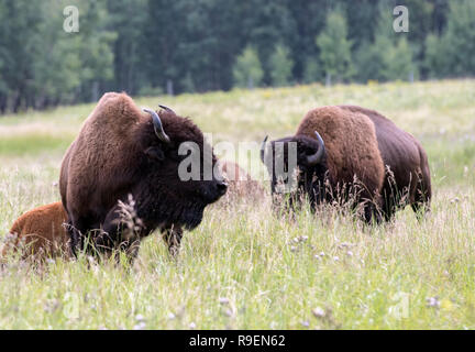 Plains Bisons bei Elk Island National Park in Alberta Stockfoto