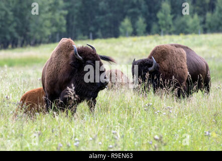 Plains Bisons bei Elk Island National Park in Alberta Stockfoto