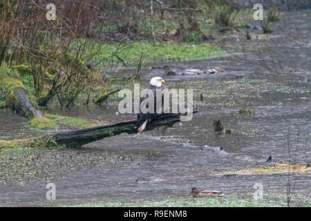 Weißkopfseeadler während Salmon Run Stockfoto