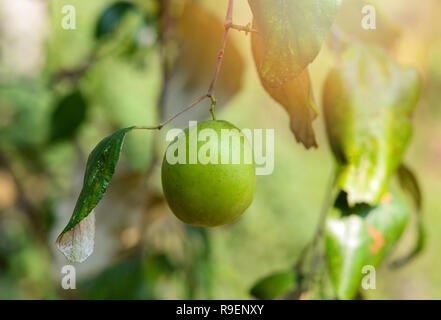 Jujube Obst oder Affe Apfel am Baum/Frisches Grün jujube Baum tropische Früchte im Garten Sommer Natur Hintergrund - Ziziphus mauritiana Stockfoto