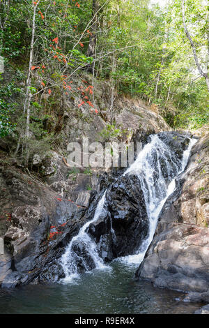 Abendessen fällt sind im oberen Teil des Barron River, Hypipamee National Park, Atherton Tableland, Far North Queensland, FNQ, QLD, Australien Stockfoto