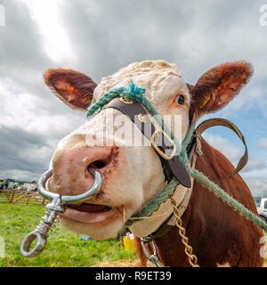 Quadratische format Nahaufnahme stier Bilder Stockfoto