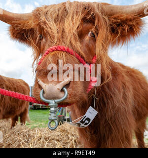 Quadratische format Nahaufnahme stier Bilder Stockfoto