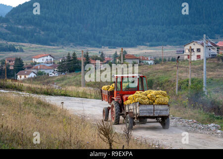 Traktor mit Anhänger voller Kartoffeln Taschen in den Rhodopen Gebirge Stockfoto