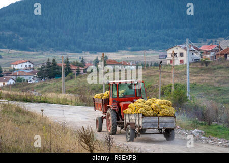 Traktor mit Anhänger voller Kartoffeln Taschen in den Rhodopen Gebirge Stockfoto