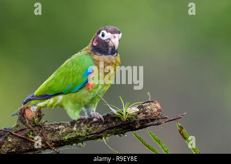 Braun - hooded Papagei im Norden Costa Ricas Stockfoto