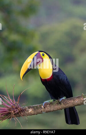 Schwarz-mandibled (oder Gelb-throated) toucan im Norden Costa Ricas Stockfoto