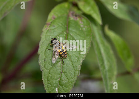 Die Hoverfly Helophilus pendulus Fußballspieler; Single auf Minzeblatt Cornwall, UK Stockfoto