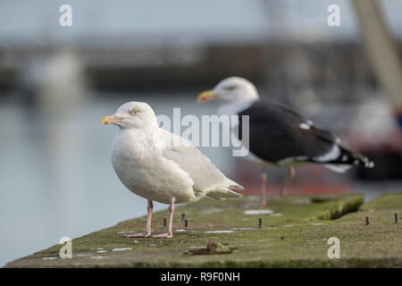 Glaucous Gull, Larus hyperboreus mit großen schwarzen Zurück Möwe Cornwall, UK Stockfoto