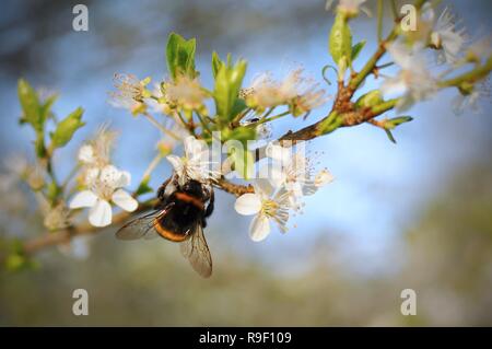 Hummel auf einer Kirschblüte Baum im Frühling Stockfoto