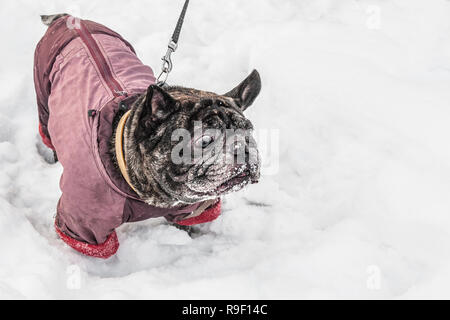 Überrascht Pug Spaziergänge in tiefem Schnee mit seinem Meister. Alten grauen Hund im Winterkleid. Kopieren Sie Platz. Stockfoto