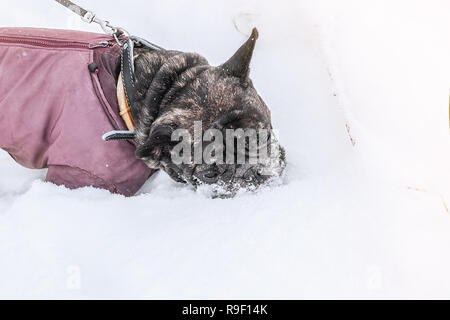 Der Mops frisst Schnee und Spaziergänge im tiefen Schnee mit seinem Besitzer. Alten grauen Hund im Winterkleid. Kopieren Sie Platz. Stockfoto