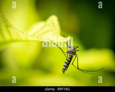 Nahaufnahme von Aedes Aegypti ruht auf dem Blatt im Garten. Aedes ist eine Gattung von Moskitos übertragen ernste Krankheiten, einschließlich Dengue-fieber, Ihr Stockfoto