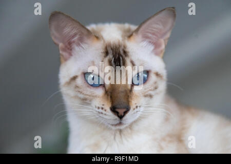 Katze mit tollen blauen Augen Stockfoto