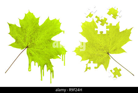 Maple Leaf in Paint Tröpfchen und Rätsel. Stockfoto