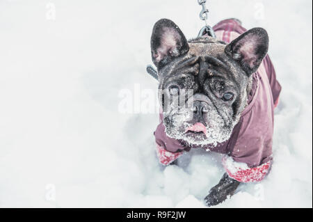 Ein Mops mit seiner Zunge heraus haften Spaziergänge in tiefem Schnee mit seinem Meister. Alten grauen Hund im Winterkleid. Kopieren Sie Platz. Stockfoto