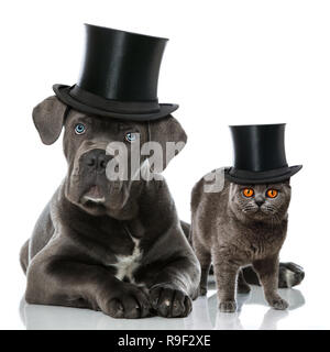 Graue Katze und Hund auf weißem Hintergrund Stockfoto