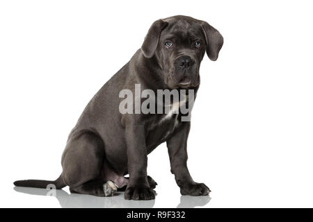 Cane Corso Welpen auf weißem Hintergrund Stockfoto