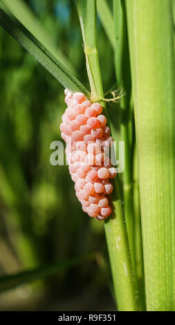 Goldene Apfelschnecken Eier zu Reis Pflanze befestigt Stockfoto