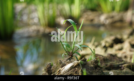 Echinocloa colona Gras, Unkraut von Reis Stockfoto