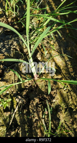 Echinocloa colona Gras, Unkraut von Reis Stockfoto