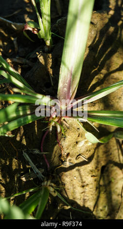 Echinocloa colona Gras, Unkraut von Reis Stockfoto