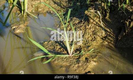 Echinocloa colona Gras, Unkraut von Reis Stockfoto