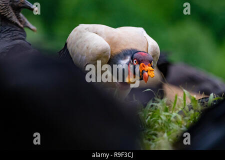 König Geier und Mönchsgeier im Norden Costa Ricas Stockfoto