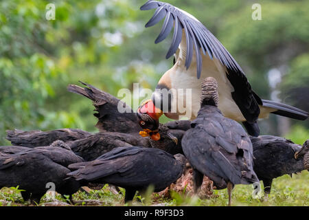 König Geier und Mönchsgeier im Norden Costa Ricas Stockfoto