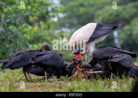 König Geier und Mönchsgeier im Norden Costa Ricas Stockfoto