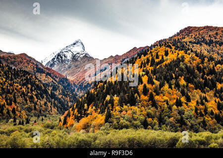 Herbst Farben im Großen Kaukasus Berge, Obere Racha Region, Georgien, Osteuropa Stockfoto